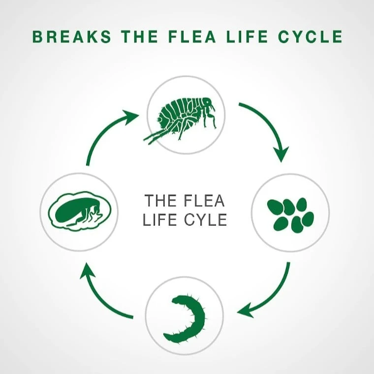 Bayer Advantage II Flea Spot-On For Large Dogs 21-55 Lbs 4 Pack 4 Bayer Advantage II Flea Spot-On For Large Dogs 21-55 Lbs 4 Pack - Image 2