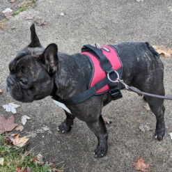 Bark Appeal No Pull Dog Harness – Black -UPCO Popular Shop Bark Appeal No Pull Harness INFO