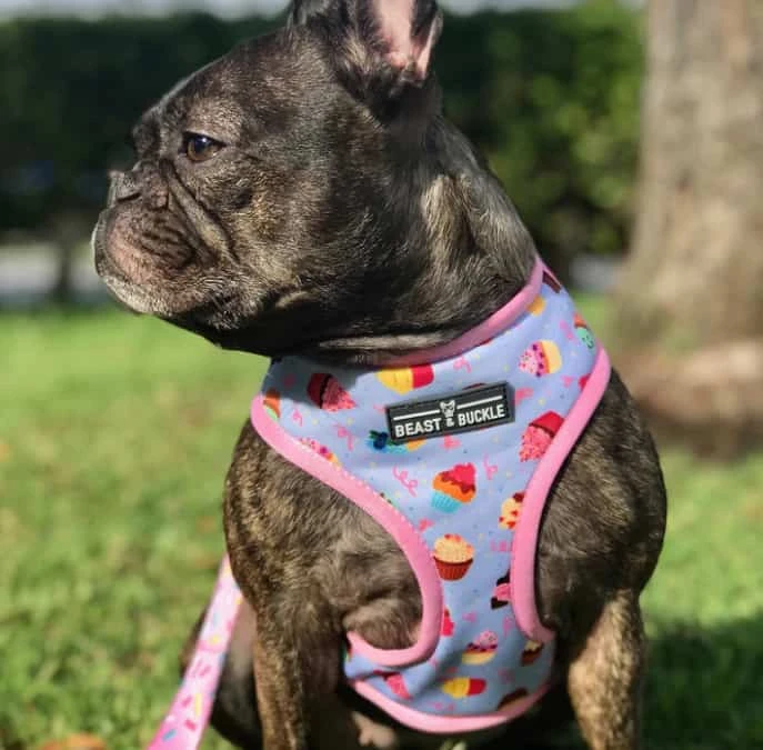Beast & Buckle Cupcake Reversible Dog Harness 4 Beast & Buckle Cupcake Reversible Dog Harness - Image 2