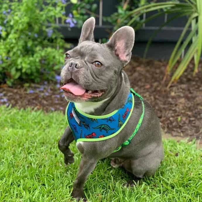 Beast & Buckle Dinosaur Dog Harness 4 Beast & Buckle Dinosaur Dog Harness - Image 2