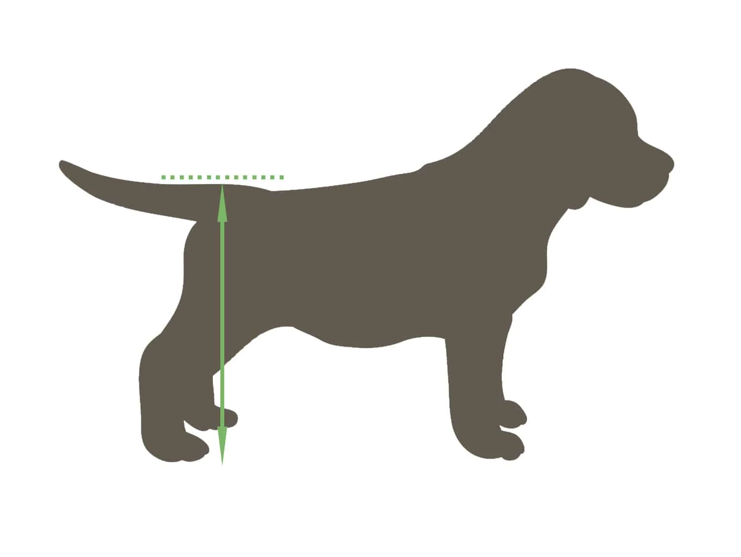 Best Friend Mobility Dog Wheelchair 5 Best Friend Mobility Dog Wheelchair - Image 3