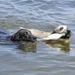 Coastal Water & Woods Waterfowl Mallard Foam Dog Trainer -UPCO Popular Shop Remington Foam Fowl Dog Trainer 1