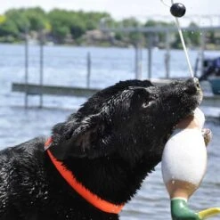 Coastal Water & Woods Waterfowl Mallard Foam Dog Trainer