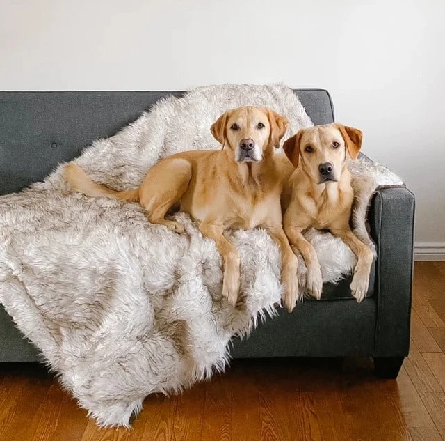 PupProtector Waterproof Throw Blanket White W/Brown Accents Original 7 PupProtector Waterproof Throw Blanket White W/Brown Accents Original - Image 5