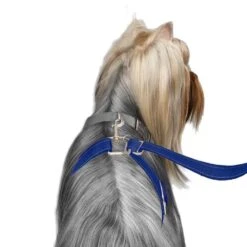 ThunderLeash Medium/Large Red -UPCO Popular Shop Thunder Leash Blue 2