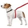 ThunderLeash Medium/Large Red -UPCO Popular Shop Thunder Leash Red 3