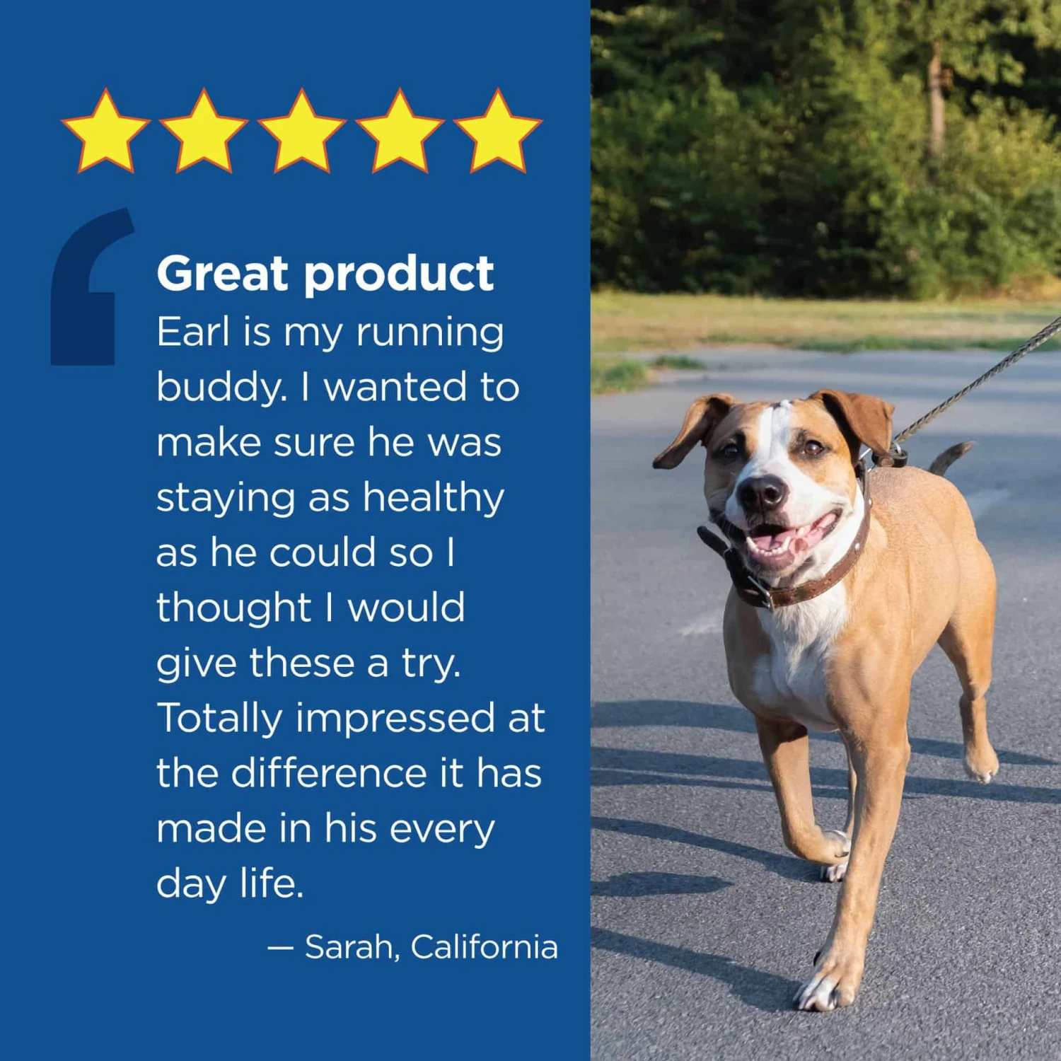 Vetality 10in1 Multi Well Chews For Dogs 60 Ct 7 Vetality 10in1 Multi Well Chews For Dogs 60 Ct - Image 5