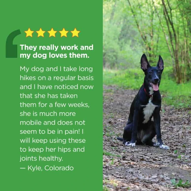 Vetality Hip & Joint Well Chews For Dogs 60 Ct 7 Vetality Hip & Joint Well Chews For Dogs 60 Ct - Image 5