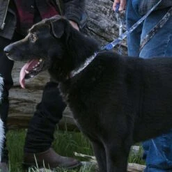 WOLFGANG Digital Camo Americana Dog Collar -UPCO Popular Shop digitaldogsupport4