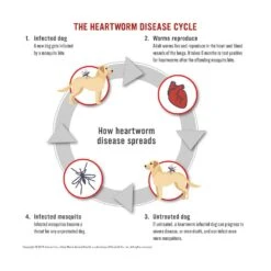 Tri-Heart® Plus Chewable Heartworm Tablets For Dogs Up To 25 Lbs 6 Pack -UPCO Popular Shop info 1 1
